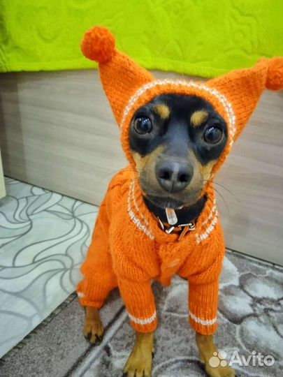 Шапки для собак и кошек. Одежда