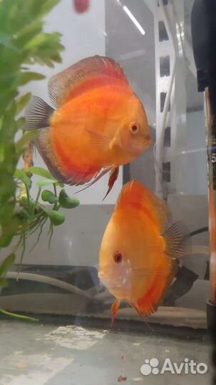 Цихлазома северум, Цихлазома манагуанская, Акара б