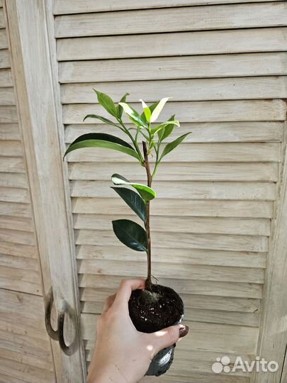 Камелия японская Вильям Барлет