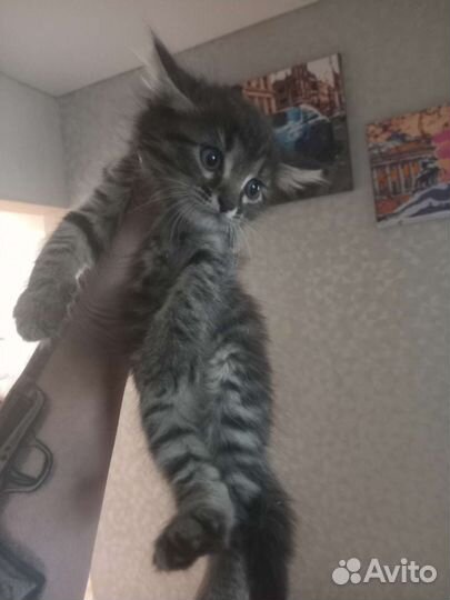 Котенок в добрые руки