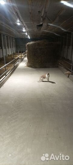 Солома в рулонах