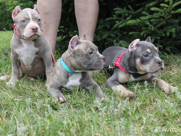 Булли стандарт