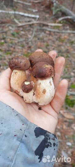 Грибы маринованные