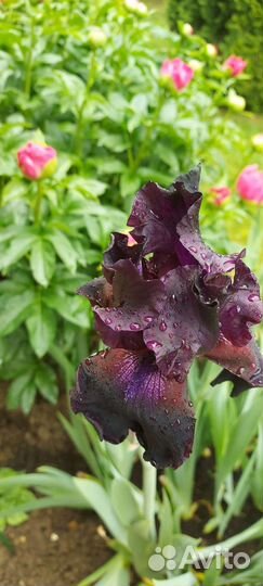 Ирисы бородатые сортовые