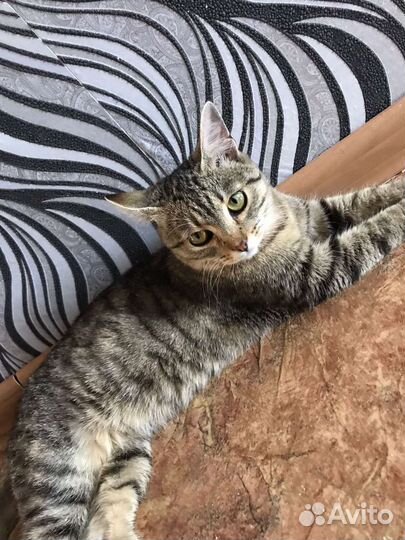 Кошечке очень нужен дом
