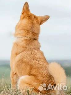 Собака бесплатно