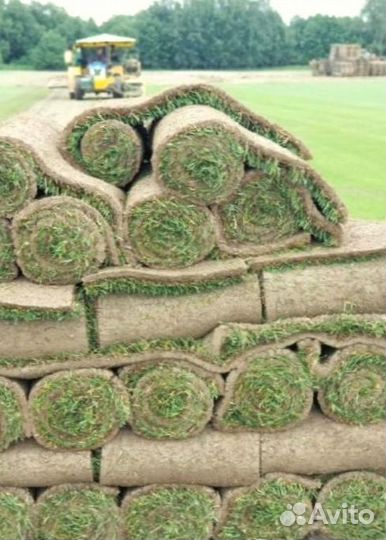 Рулонный газон