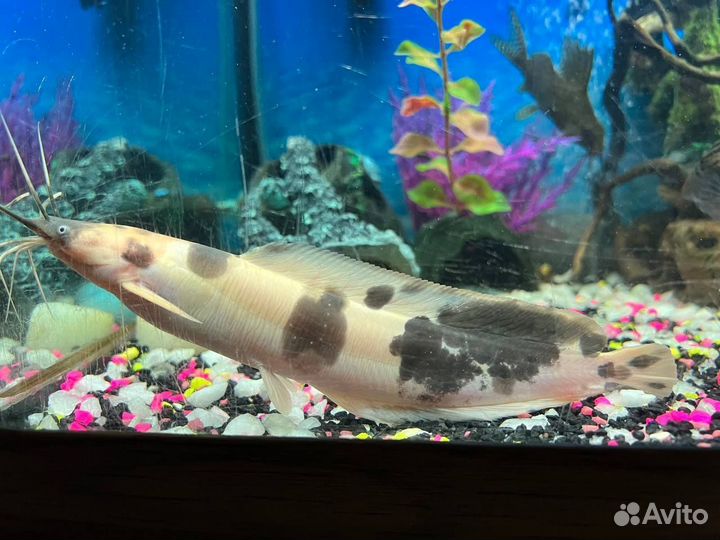 Сом клариус