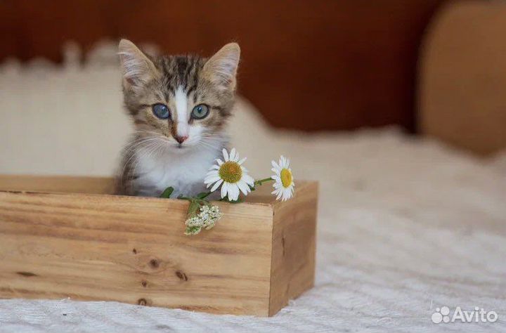 Малыш Микки ищет дом