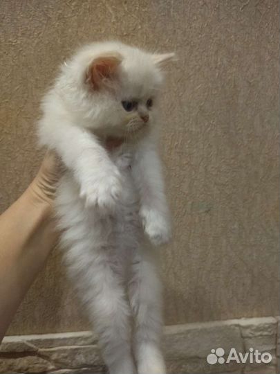 Котята перс экзот + британец