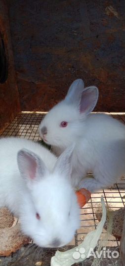 Калифорнийские кролики