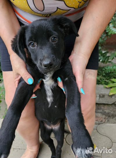 Щенки малыши ждут родителей