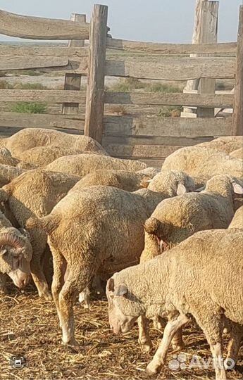 Овцы бараны