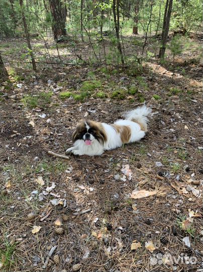 Вязка пекинес