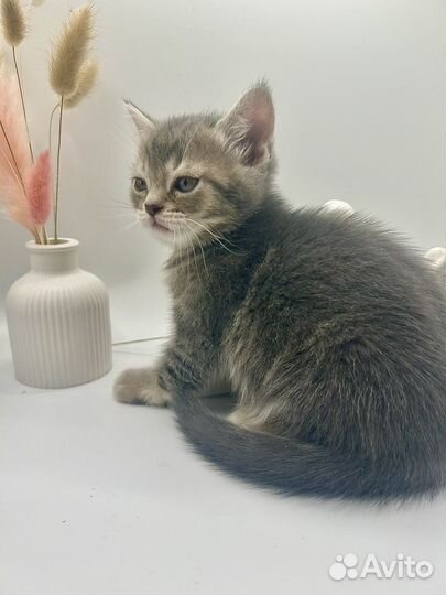 Продам шотладского мальчика