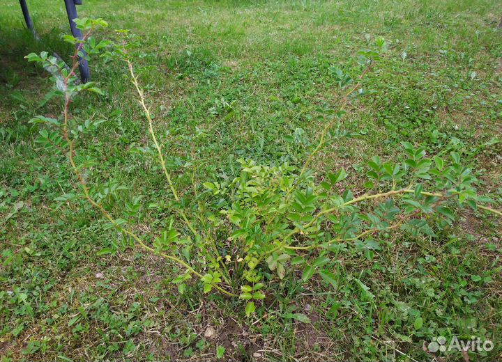 Роза почвопокровная