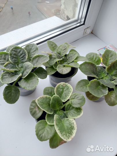 Домашние цветы