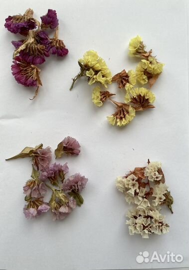 Статица сухоцветы для творчества
