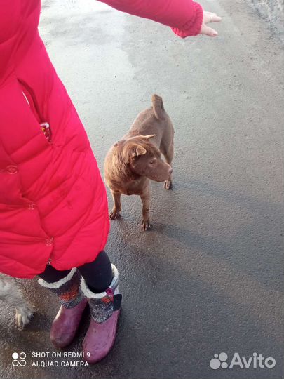 Шарпей бесплатно