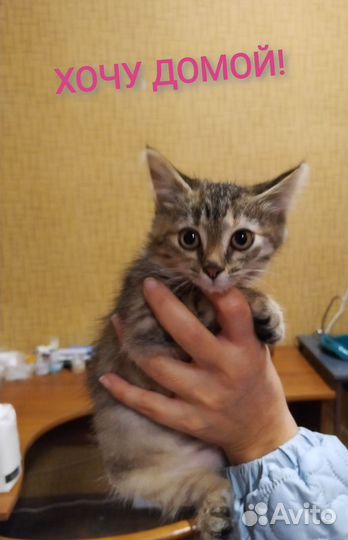 Котенку девочке нужен дом