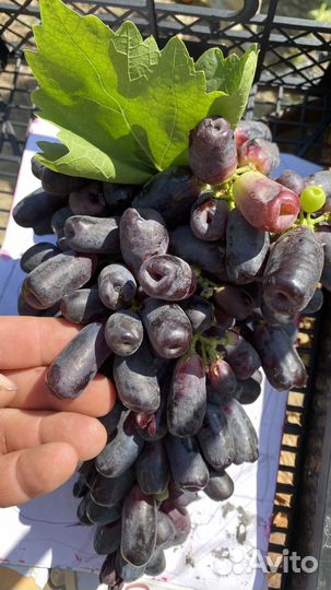 Черенки винограда аватар