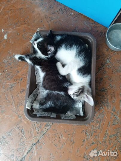 Отдам бесплатно в добрые руки