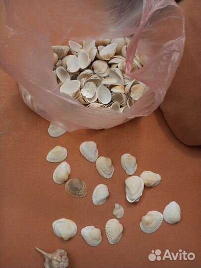 Ракушки для творчества