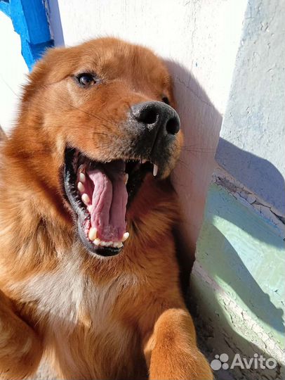 Ищет дом рыжее чудо