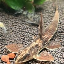 лорикария - Купить недорого аквариум и рыбок 🐠 в Ижевске