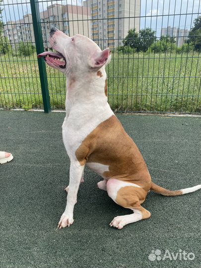 Питбуль вязка