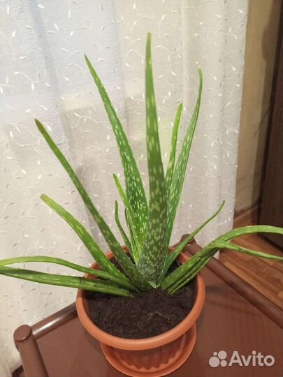 Алоэ Вера декаротивное растение