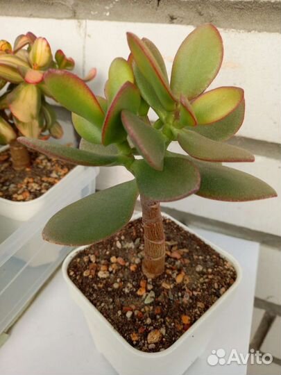 Толстянка денежное дерево