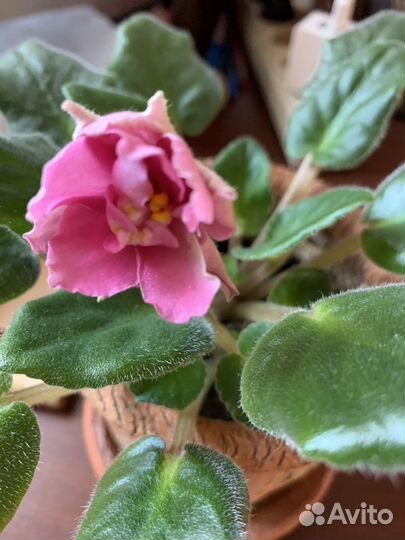 Глоксинии и другие комнатные цветы