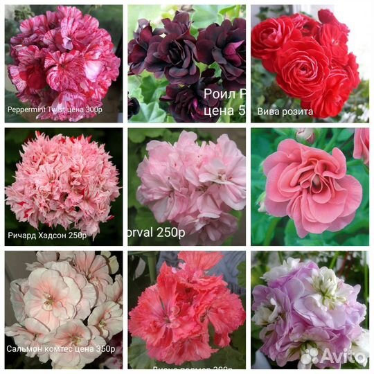 Пеларгония