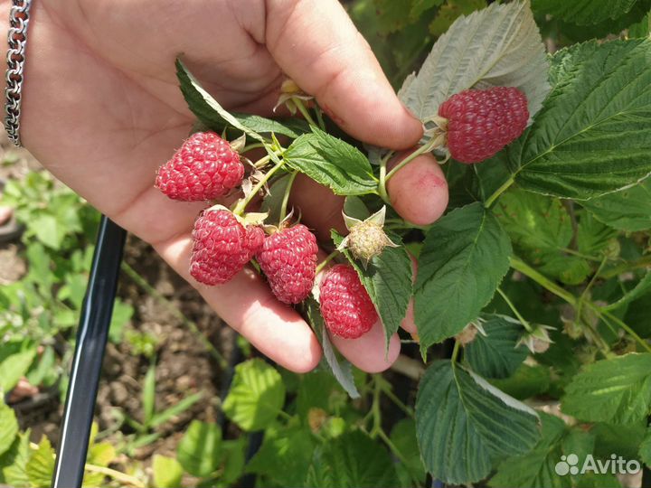 Саженцы ремонтантной малины