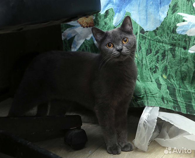 Котик ищет себе семью