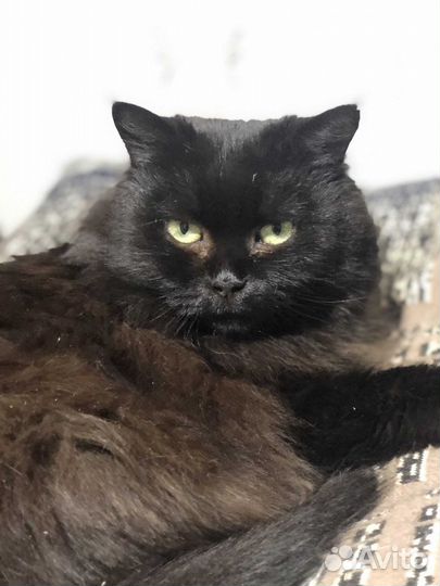 Нола, молодая кошка