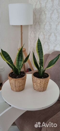 Комнатные растения цветы