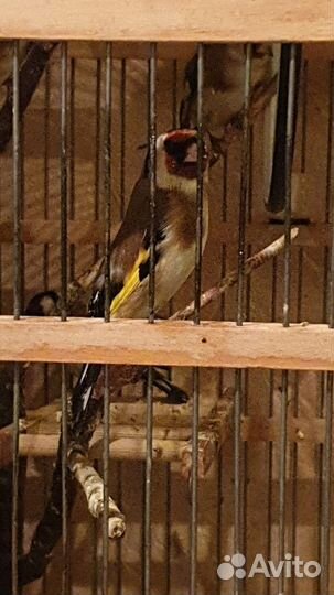 Щегол чиж зеленушка