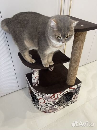 Когтеточка и домик