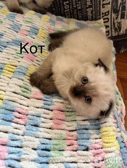Шотландские котята