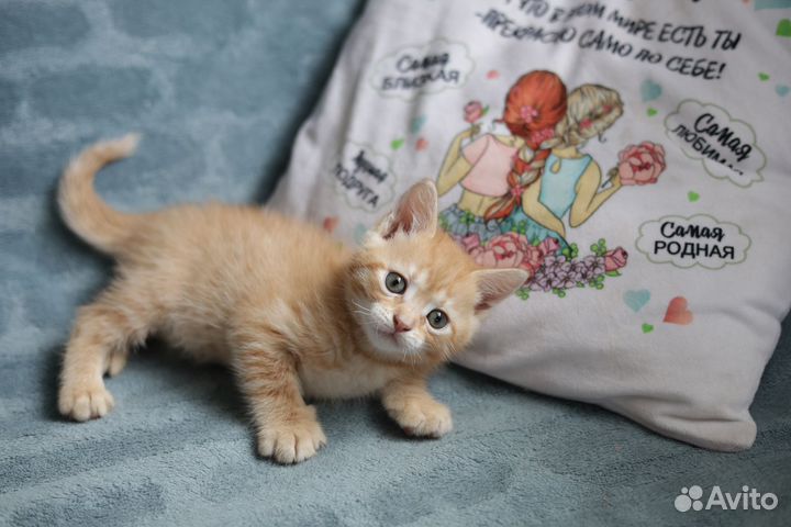 Котята в добрые руки бесплатно