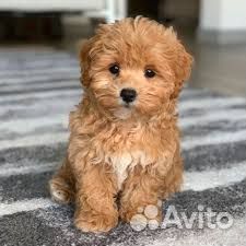 Щенки мальтипу f1 мини