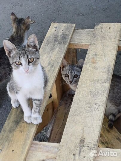 Котята в добрые руки бесплатно