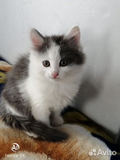 Пушистик 1,5 месяца, девочка