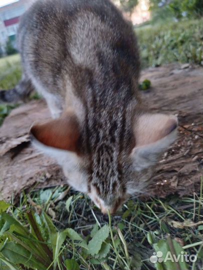 2 кошки. Милых