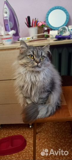 Кошка