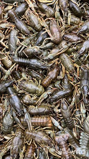 Живые и вереные раки