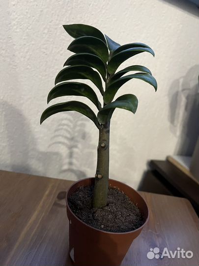 Замиокулькас черный равен, зензи