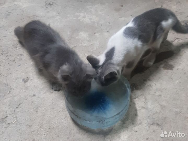 Вислоухие котята